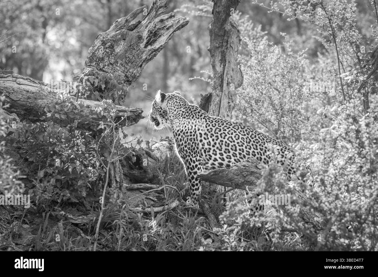 Léopard regardant dans la brousse en noir et blanc dans le parc national Kruger, Afrique du Sud, Afrique Banque D'Images