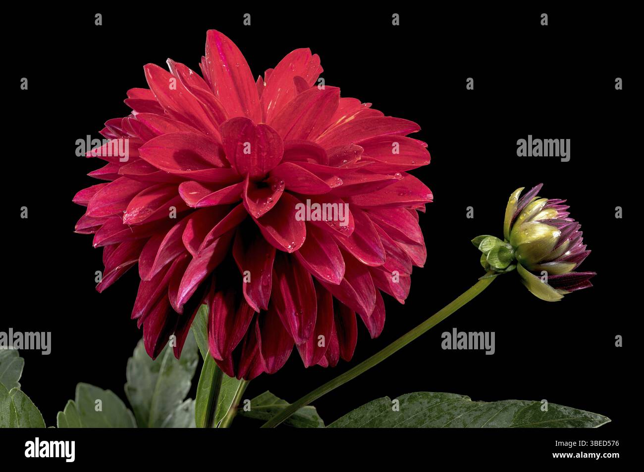 Magnifique Dahlia rouge fleuri isolé sur un fond noir. Gros plan de tête de fleur, Odessa, Ukraine, Europe Banque D'Images