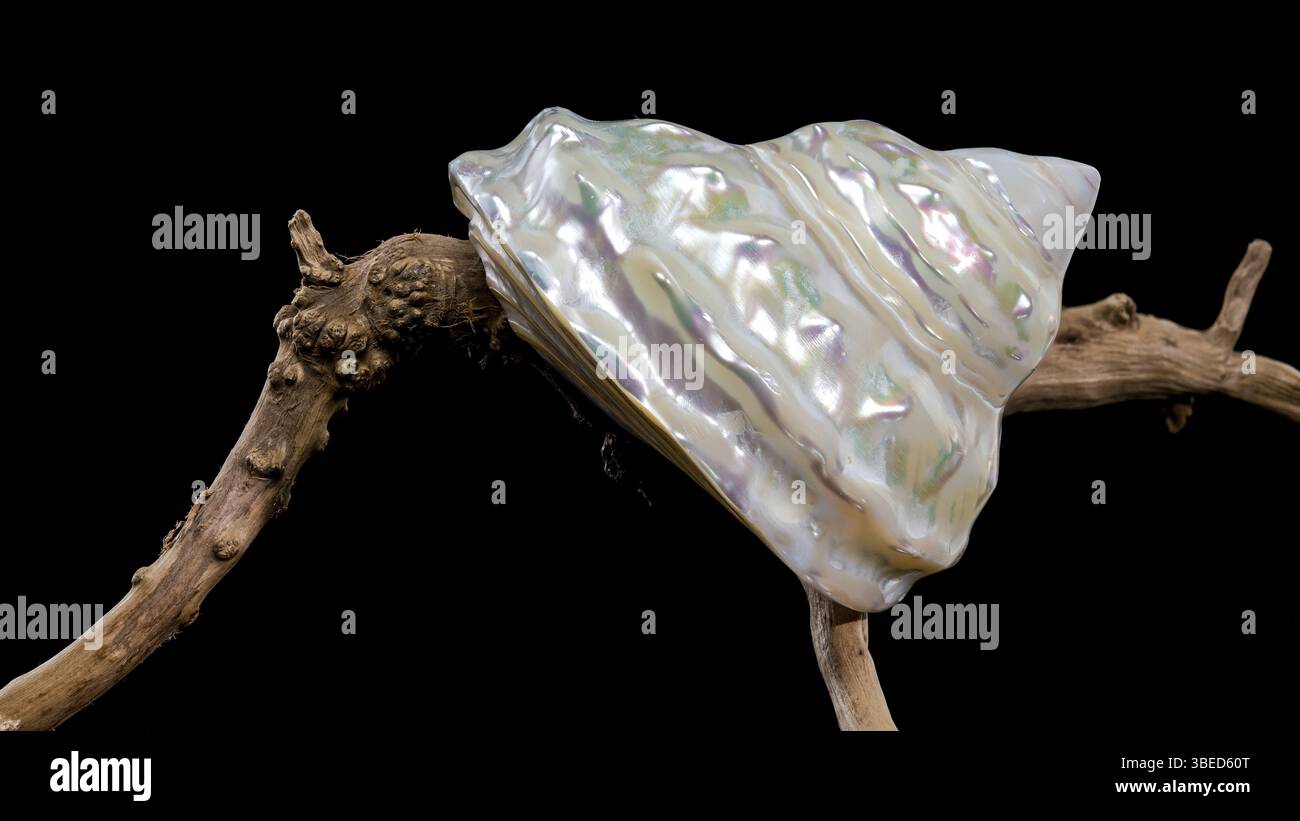 Coquillage turban ondulé nacré Astraea turbanicum reposant sur un morceau de bois flotté texturé, isolé sur un fond noir. La coquille est iridesc Banque D'Images