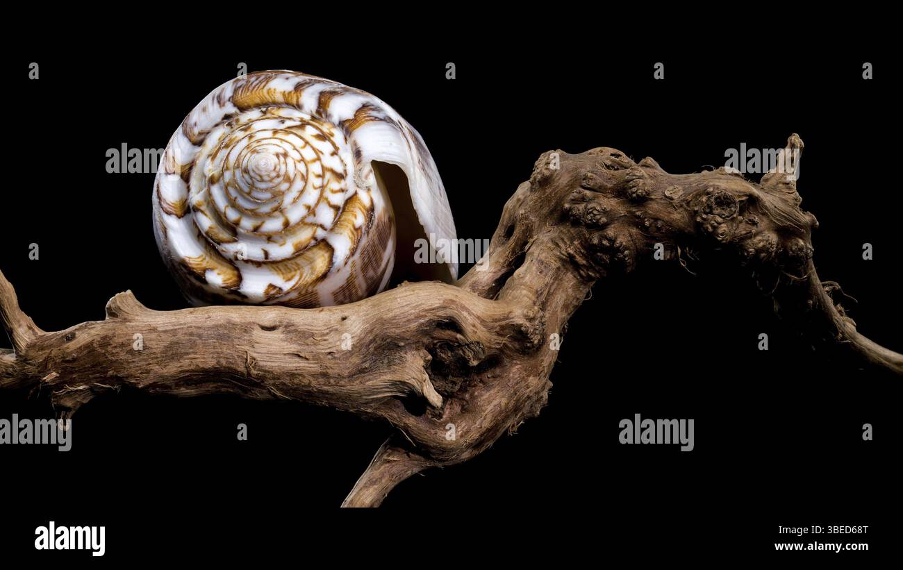 Gros plan d'un Conus striatus, communément appelé coquille de cône strié, présentant ses motifs spiraux complexes et ses tons terreux, reposant sur la texture Banque D'Images