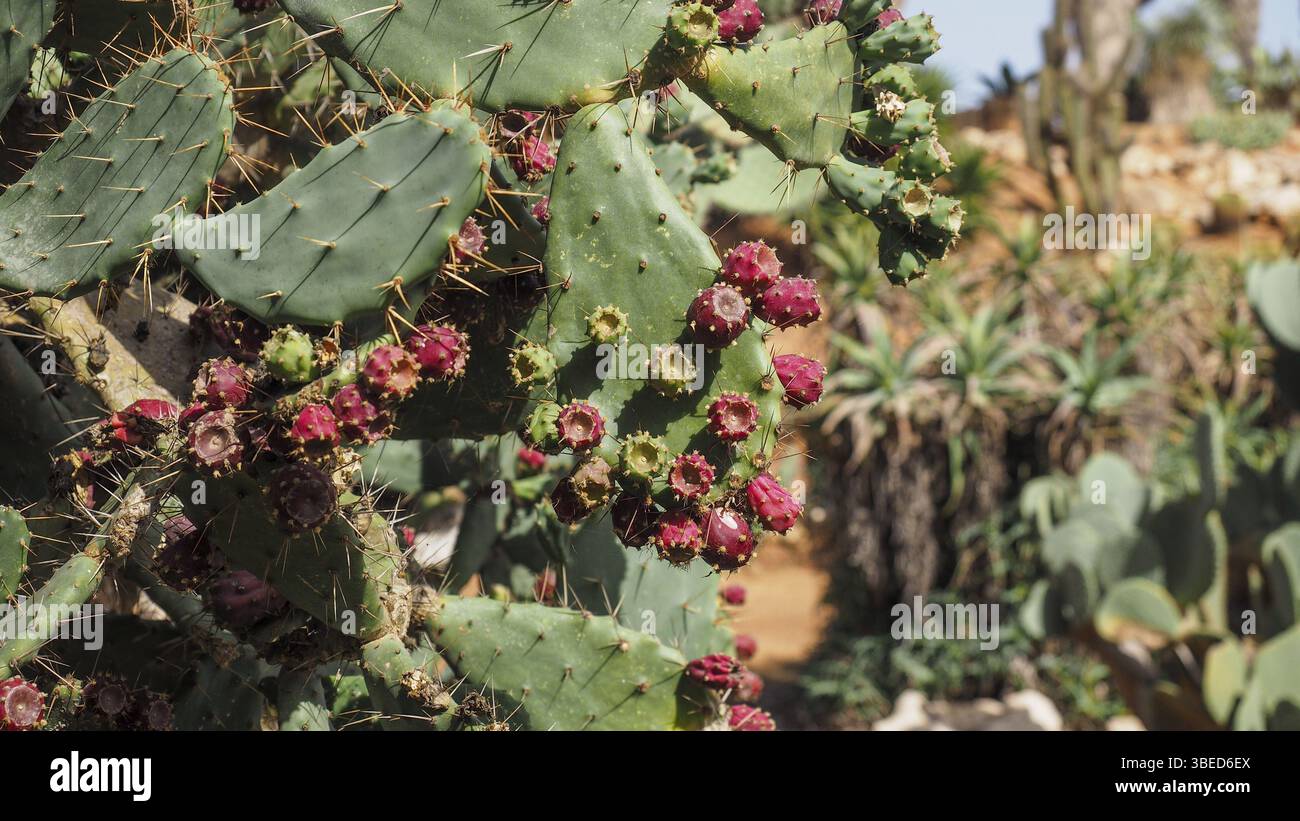 Cactus de barbarie (Opuntia robusta) Banque D'Images