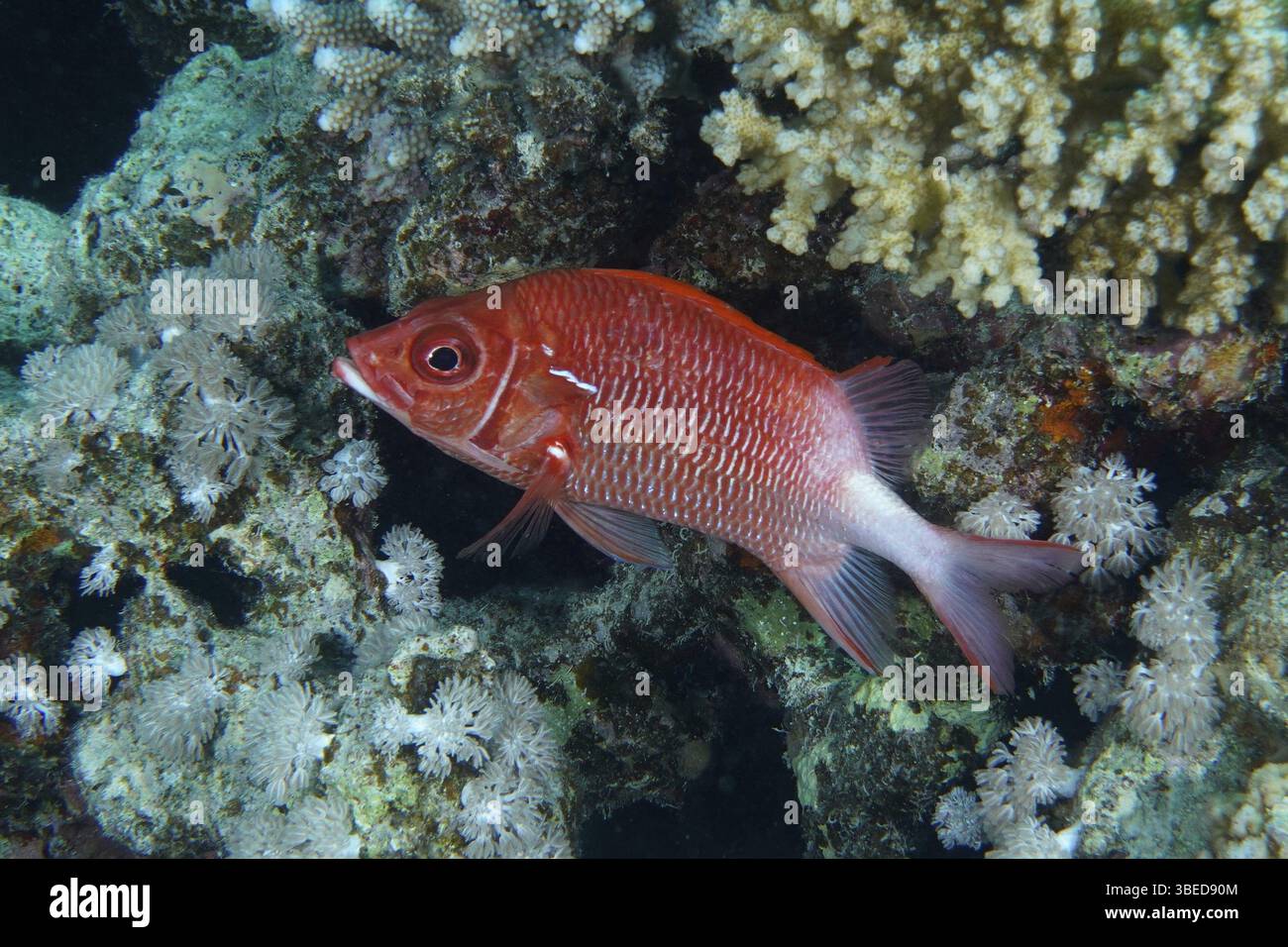 Hussar à pois argentés (Sargocentron caudimaculatum) Banque D'Images