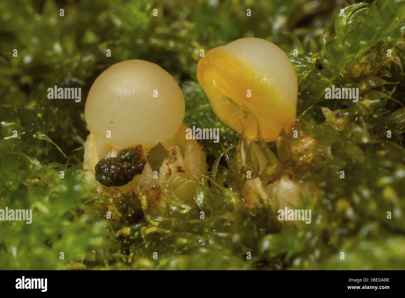 Champignon de l’étoile filante (Sphaerobolus stellatus) Banque D'Images