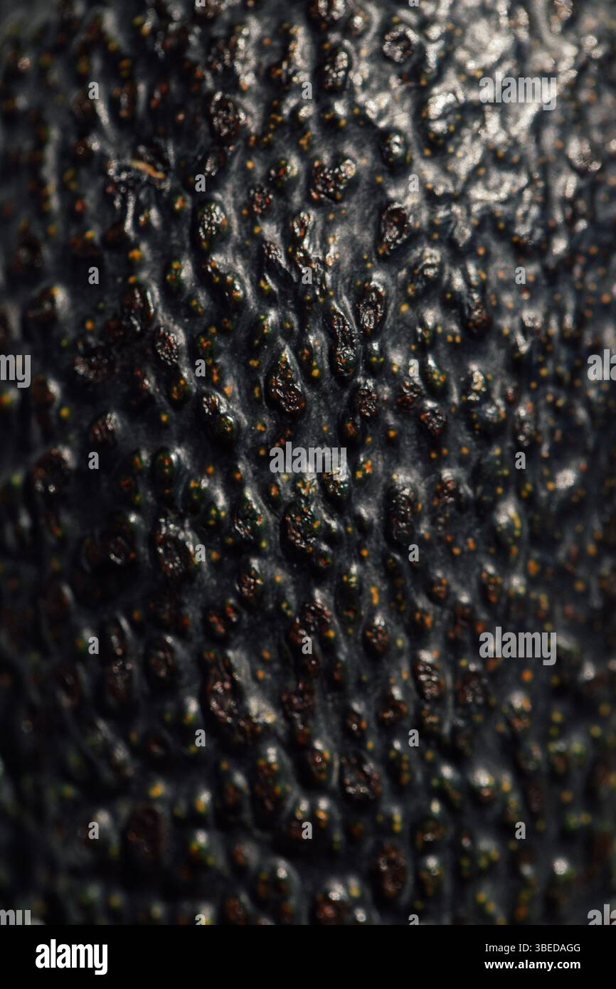 Peau foncée de fruit d'avocat Banque D'Images