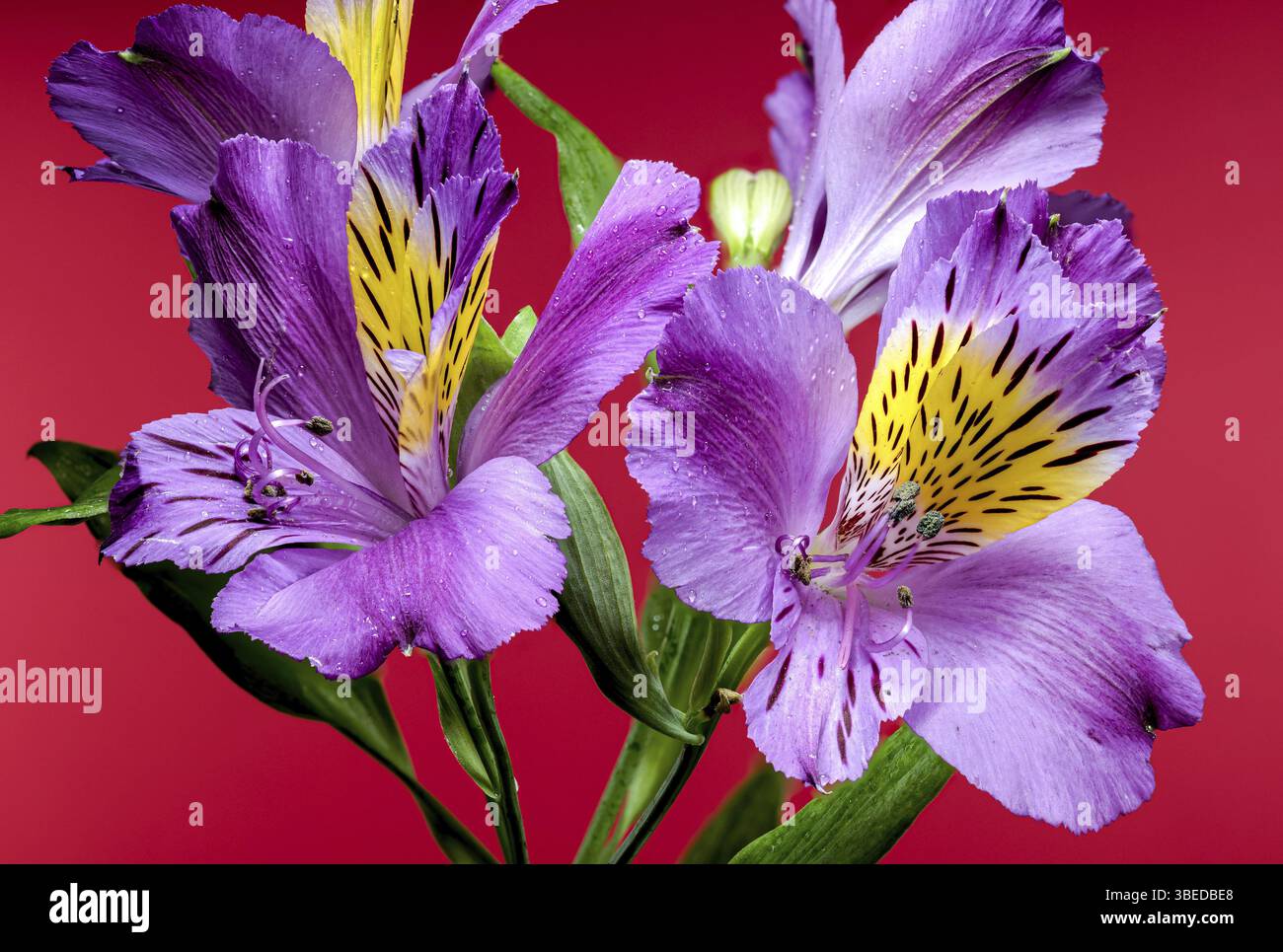Fleurs violettes vibrantes Alstroemeria Navarro avec des marques jaunes et noires, capturées sur un fond rouge, Odessa, Ukraine, Europe Banque D'Images