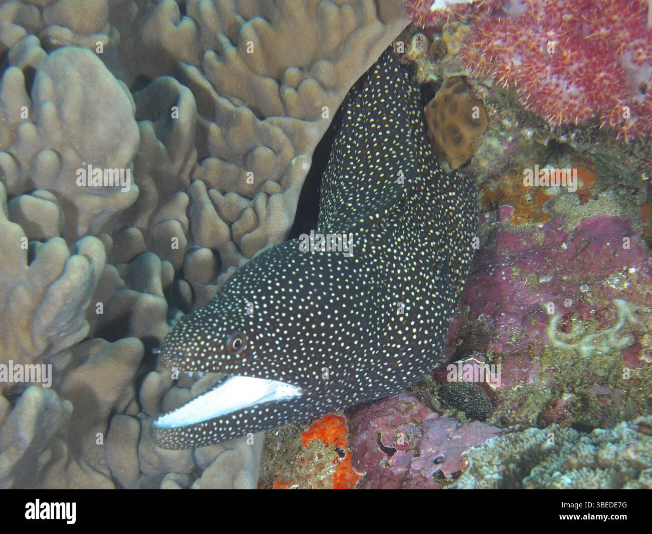 Moray à bouche blanche (Gymnothorax meleagris) Banque D'Images