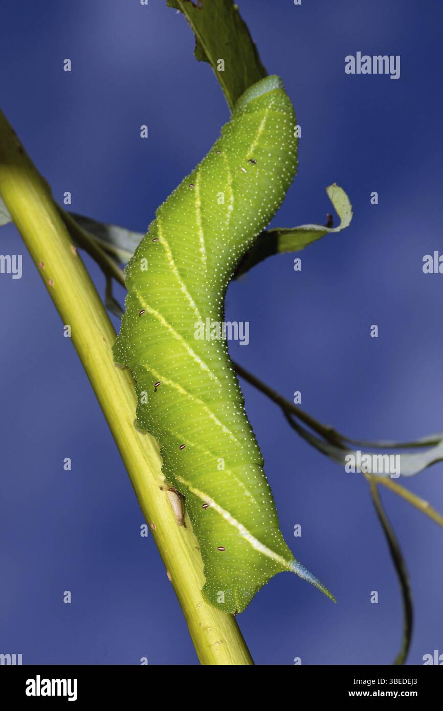 Papillons paon (Smerinthus ocellata) Banque D'Images