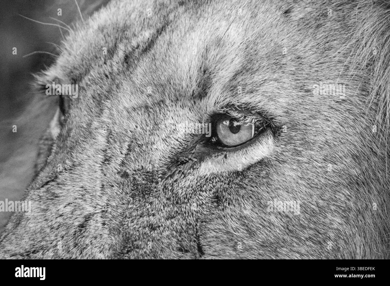 Gros plan du visage d'un lion masculin dans le parc national Kruger, Afrique du Sud, Afrique Banque D'Images