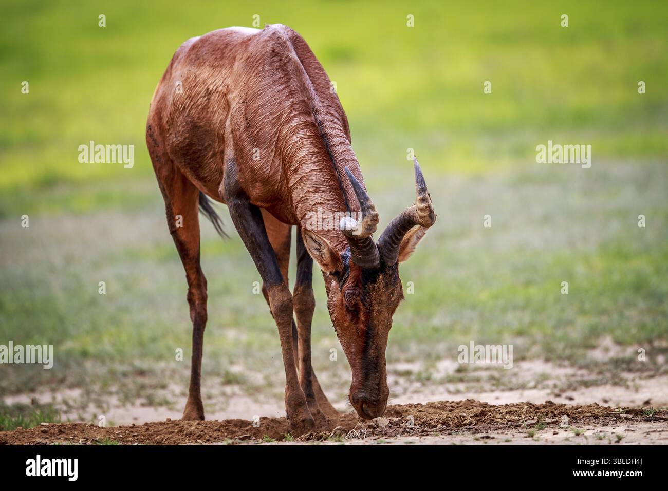 Hartebeest rouge jouant dans la boue dans le parc transfrontalier de Kgalagadi, Afrique du Sud, Afrique Banque D'Images