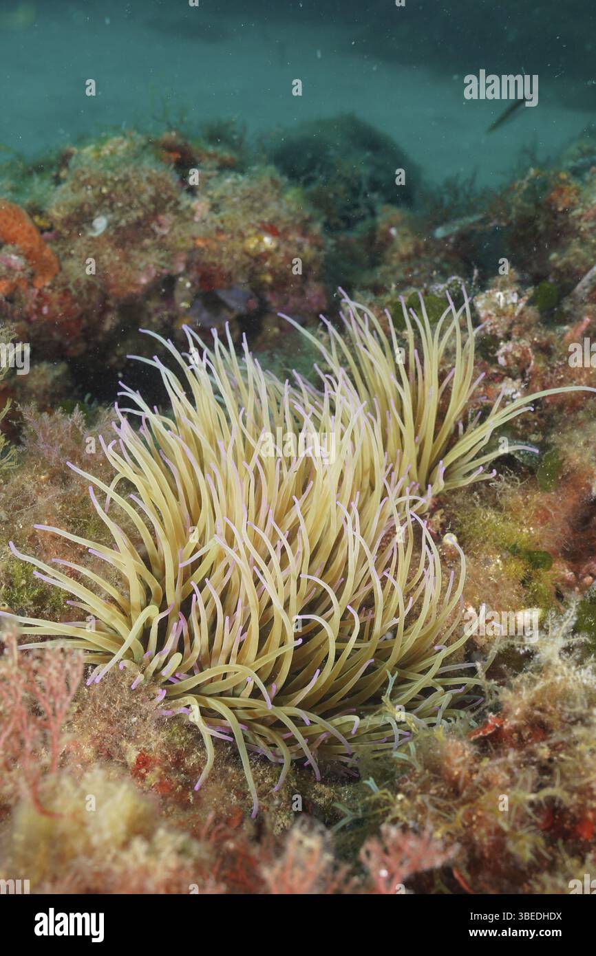 Rose cirée (Anemonia sulcata) Banque D'Images