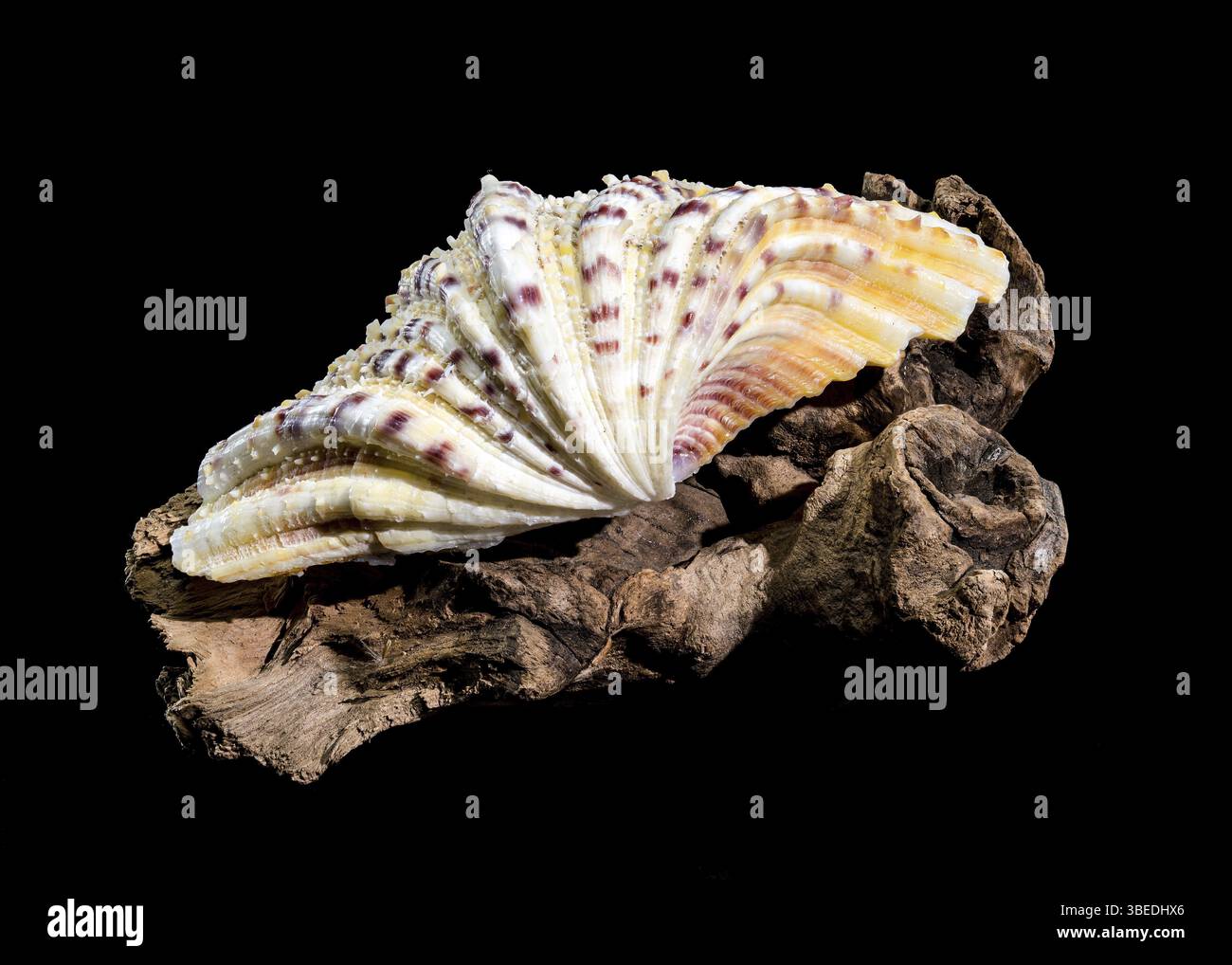 Gros plan d'un hippopus hippopus, également connu sous le nom de palourde de sabot de cheval, avec sa coquille striée distinctive avec des motifs violets et orange, placé dessus Banque D'Images