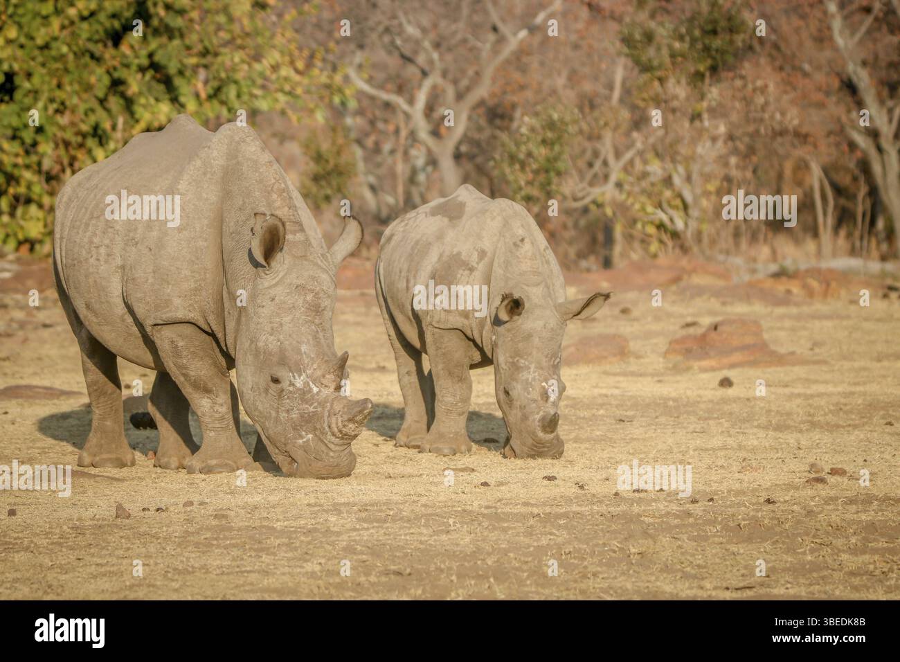 Deux rhinocéros blancs broutant dans la brousse, Afrique du Sud, Afrique Banque D'Images