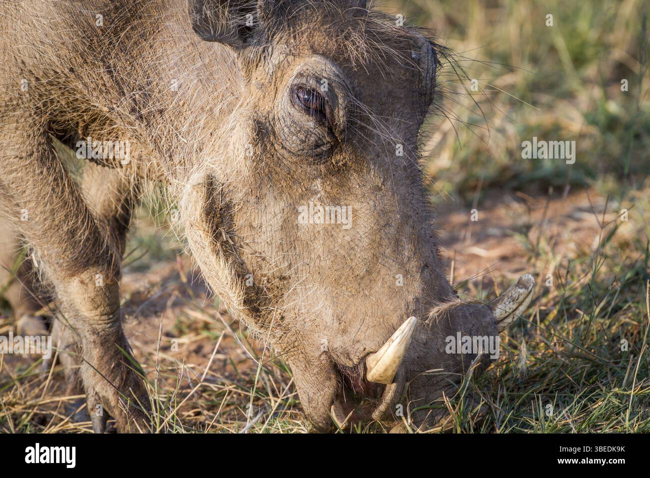 Gros plan d'un phacochère mangeant dans le parc national de Pilanesberg, Afrique du Sud, Afrique Banque D'Images