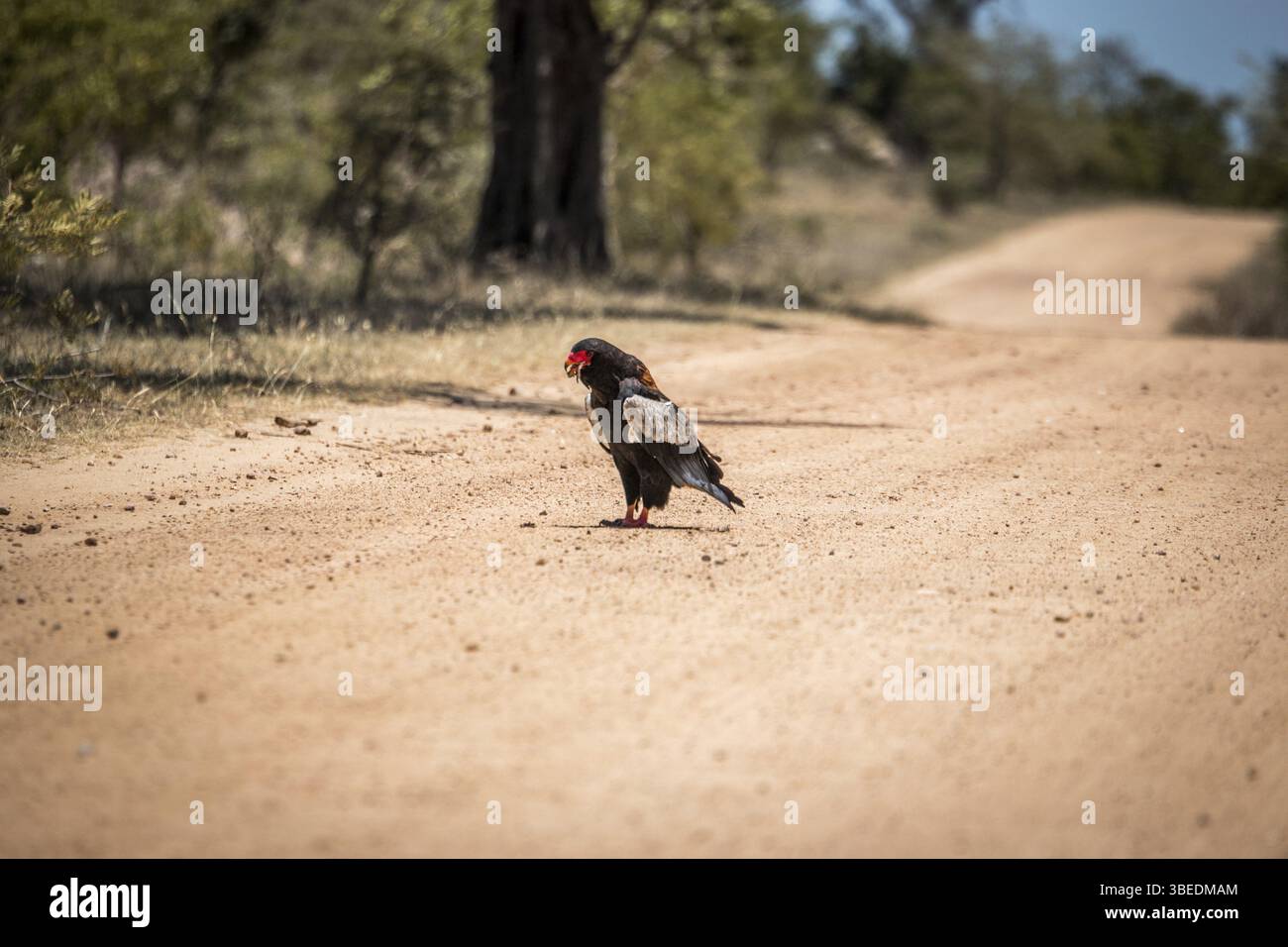 Bateleur manger sur la route dans le parc national Kruger, Afrique du Sud, Afrique Banque D'Images