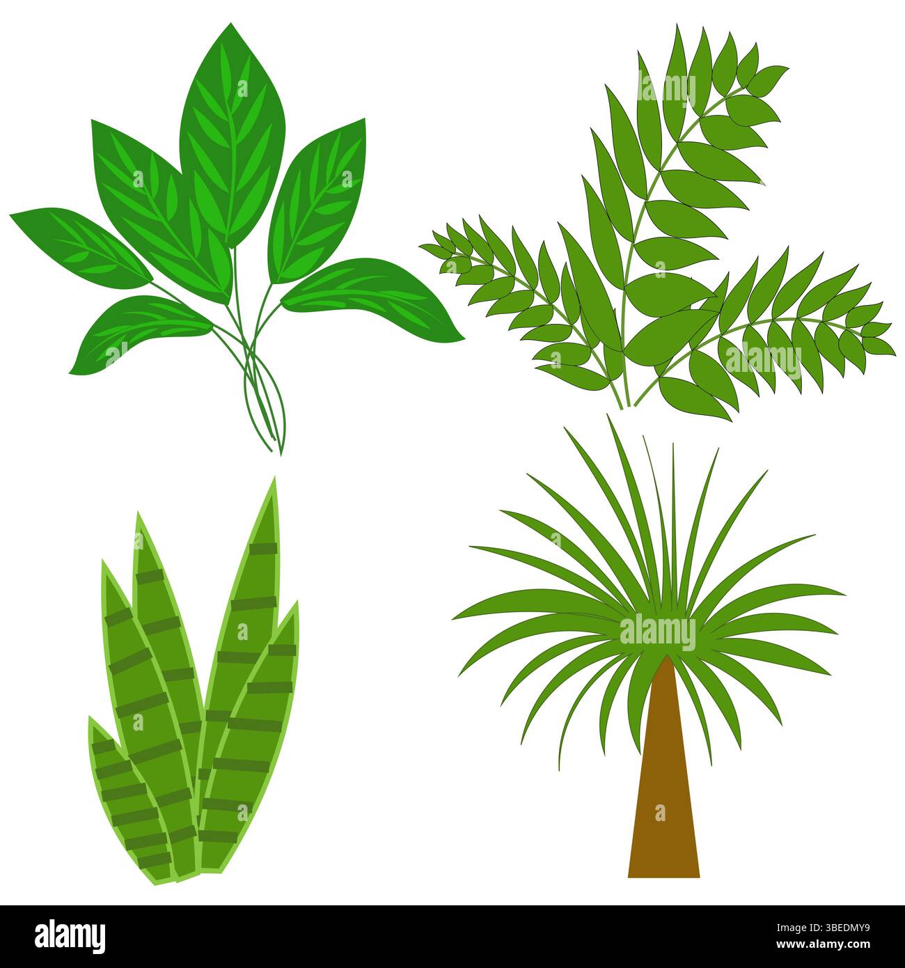 Illustration de collection de plantes. Variété de feuilles vertes. Dessin vectoriel. Illustration de Vecteur