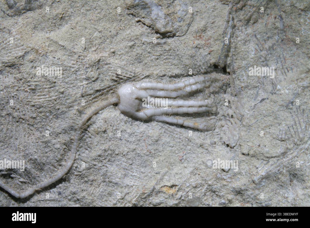 Fossile crinoïde dans le calcaire de l'Illinois montrant la préservation des bras, du calice et de la tige Banque D'Images