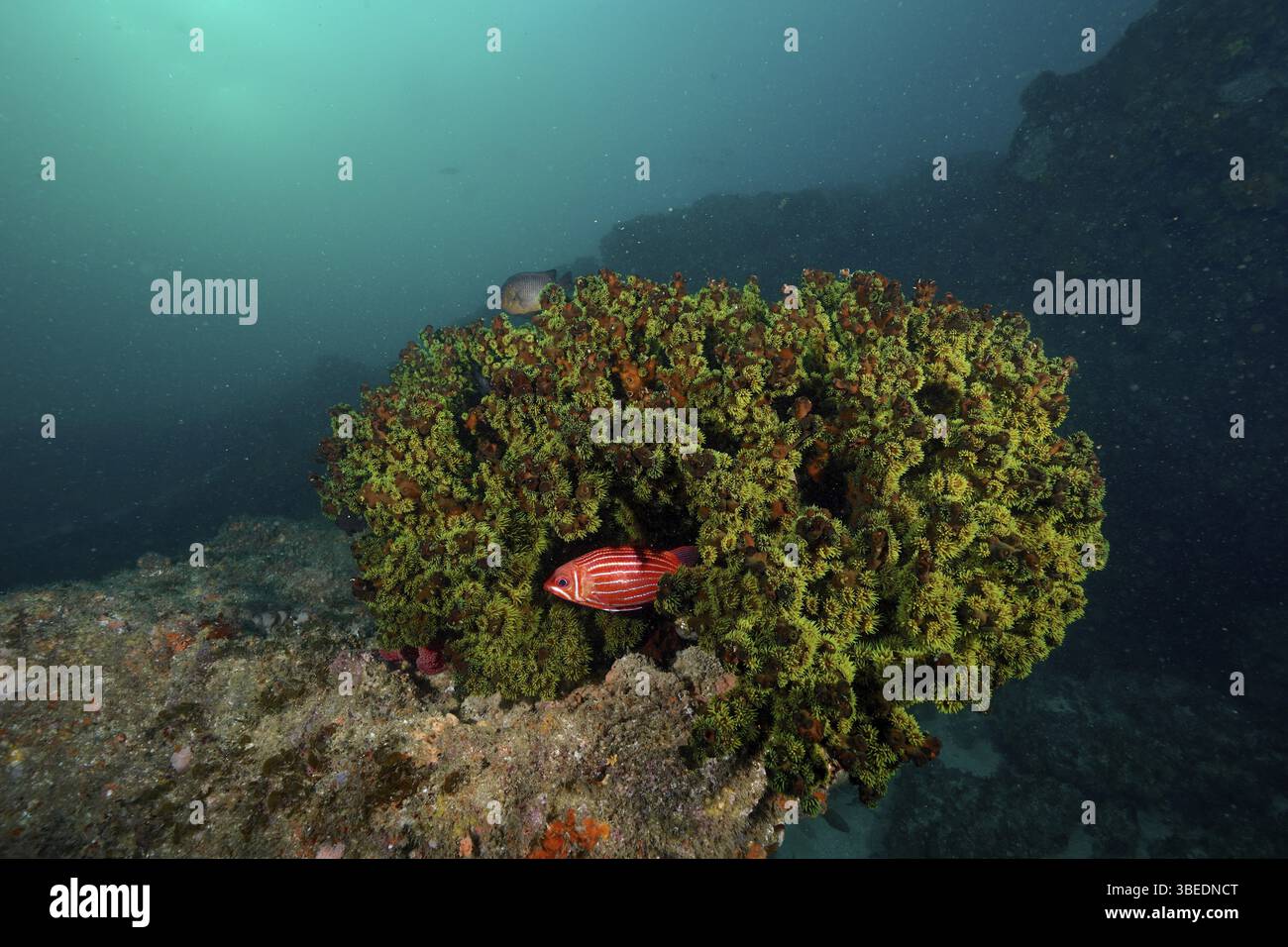 Arbre vert corail (Tubastrea micranthus) Banque D'Images