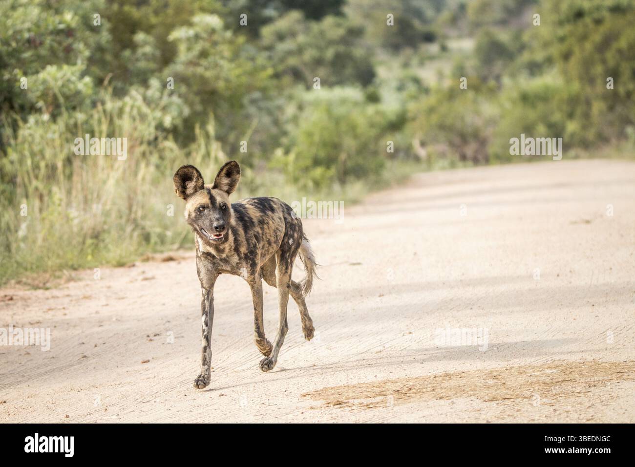 Courir chien sauvage africain dans le parc national Kruger, Afrique du Sud, Afrique Banque D'Images
