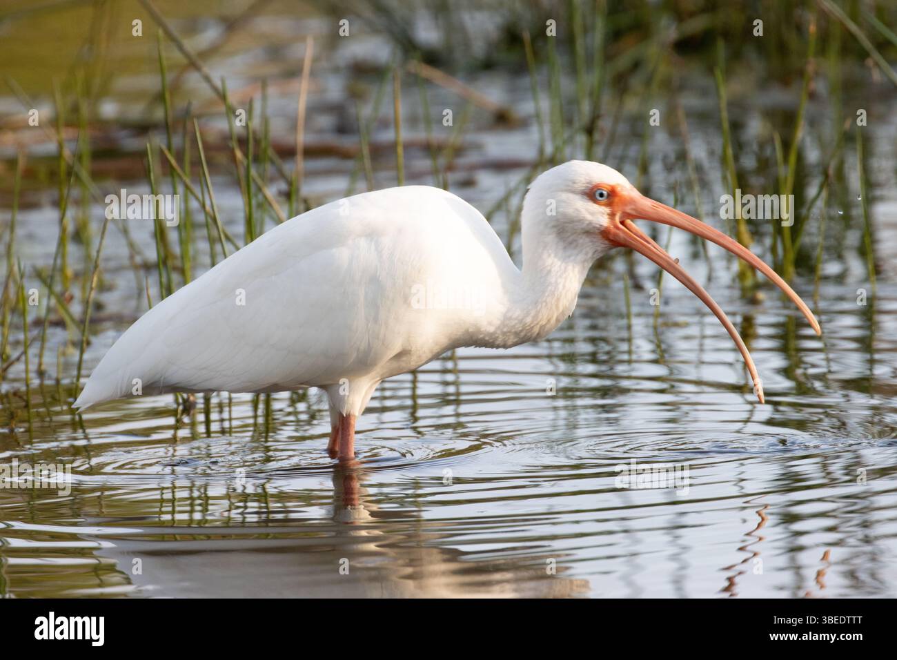 American White Ibis au Riverbend Park Banque D'Images