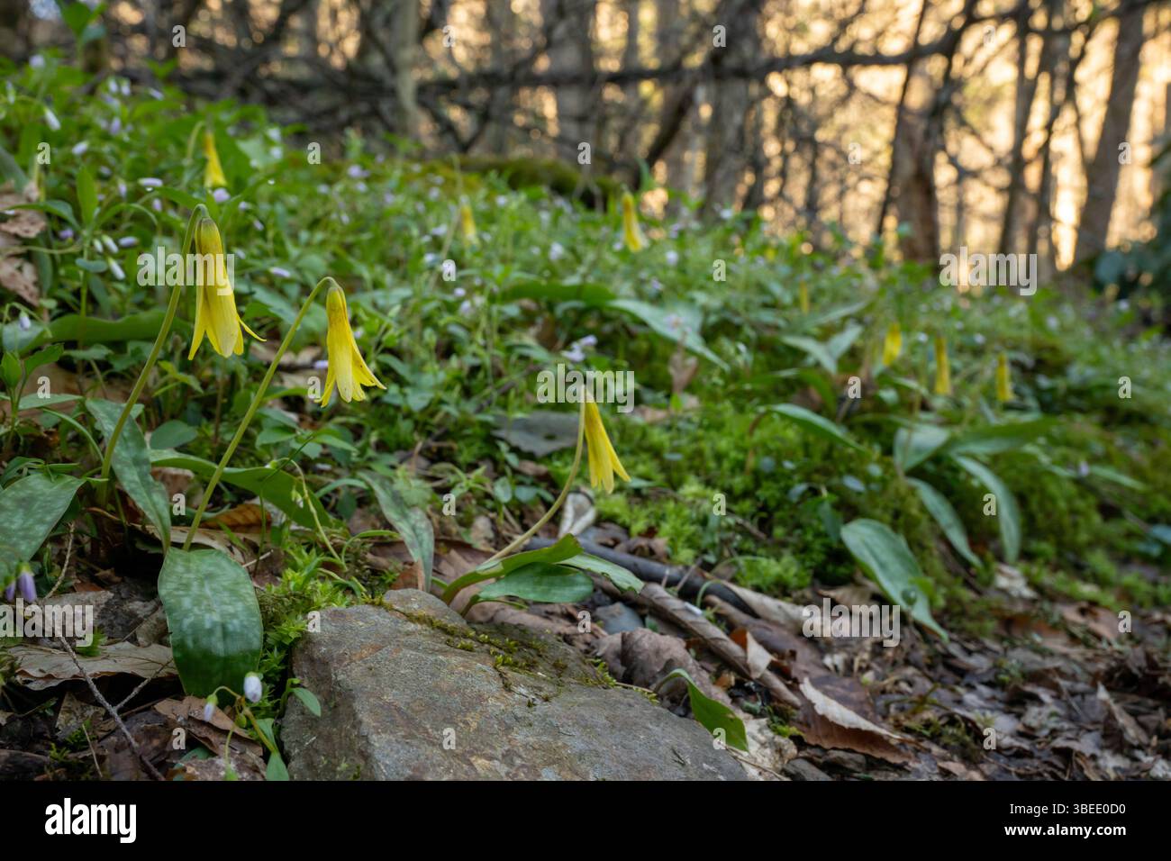 Trout Lily Blossoms ouverture au printemps dans les Smokies Banque D'Images