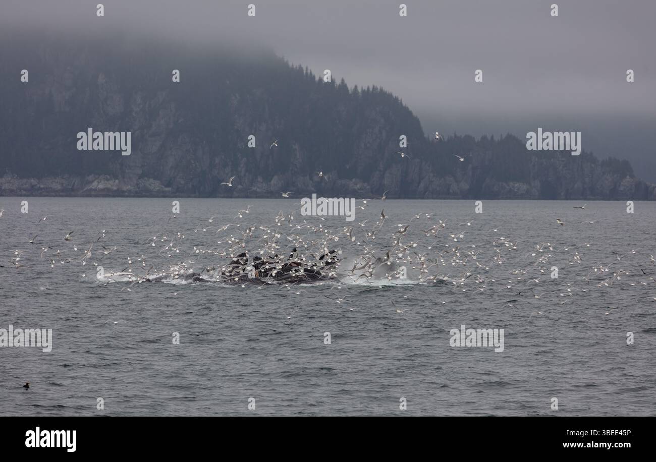 Les baleines à bosse se nourrissent de filets à bulles dans le parc national de Kenai Fjords en Alaska. Banque D'Images