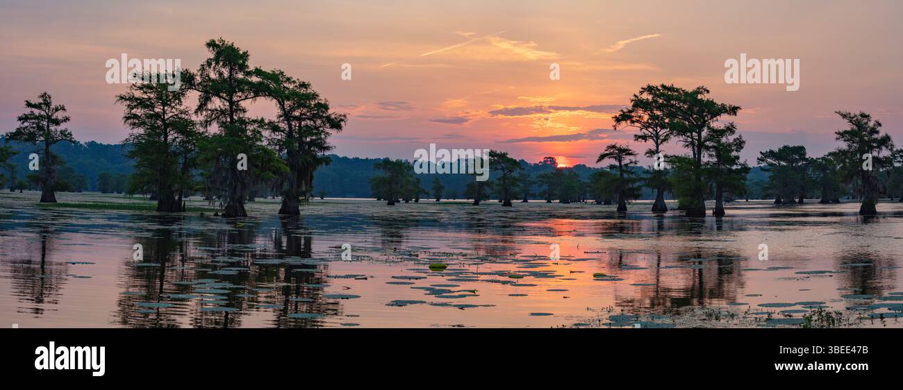 Un lever de soleil coloré au lac Caddo. Les cyprès chauves se reflètent dans l'eau calme. Banque D'Images
