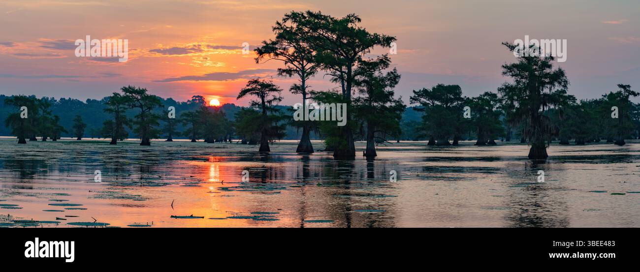 Un lever de soleil coloré au magnifique lac Caddo. Les cyprès chauves se reflètent dans l'eau calme. Banque D'Images