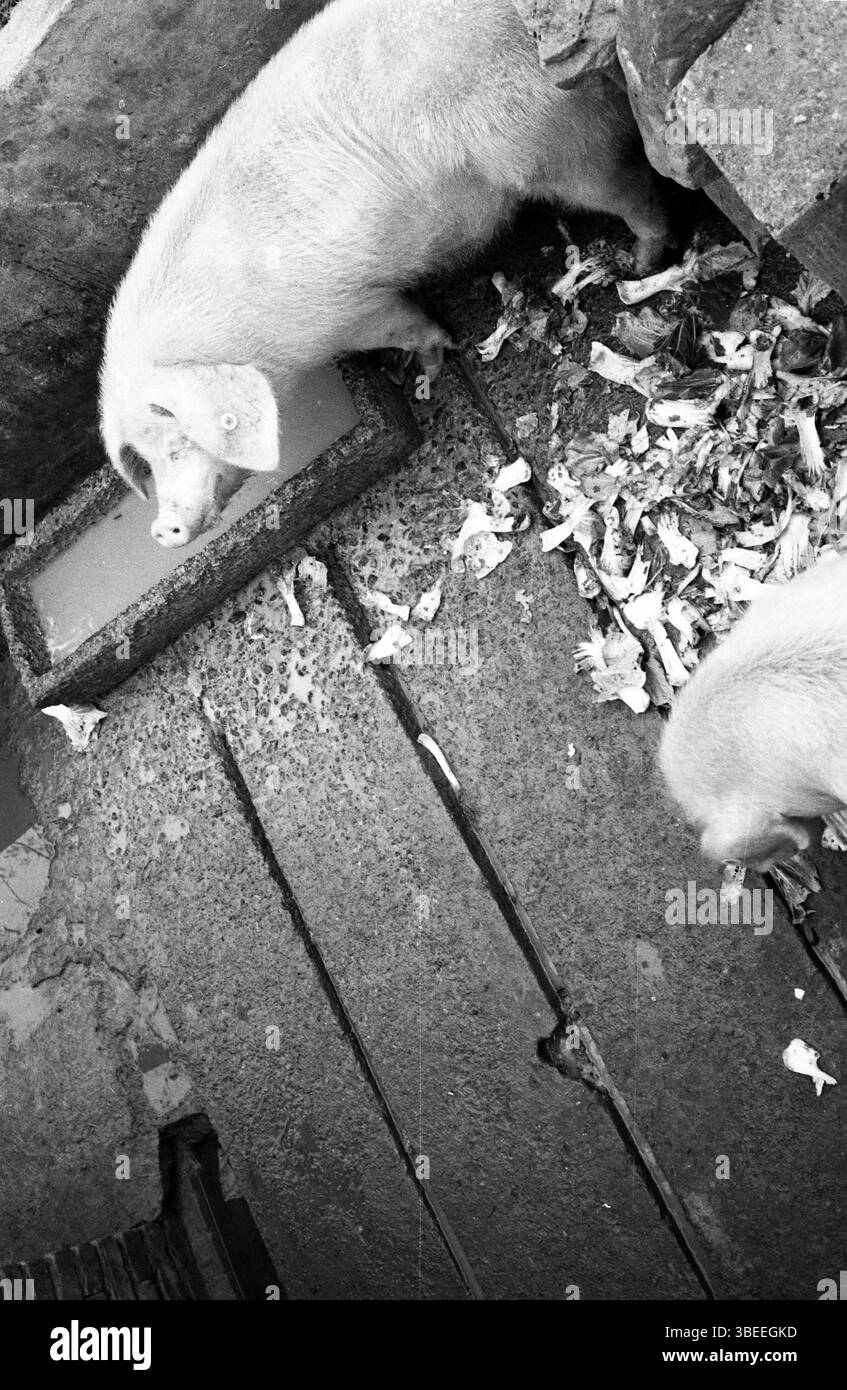 Porcelets se nourrissant de déchets de légumes dans rural Farm Pen Banque D'Images