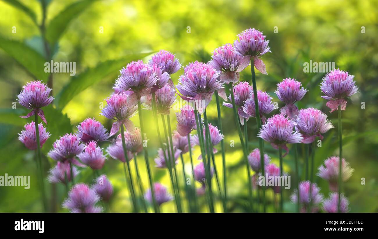 Ciboulette rose sur un fond naturel vert et jaune au centre du cadre Banque D'Images