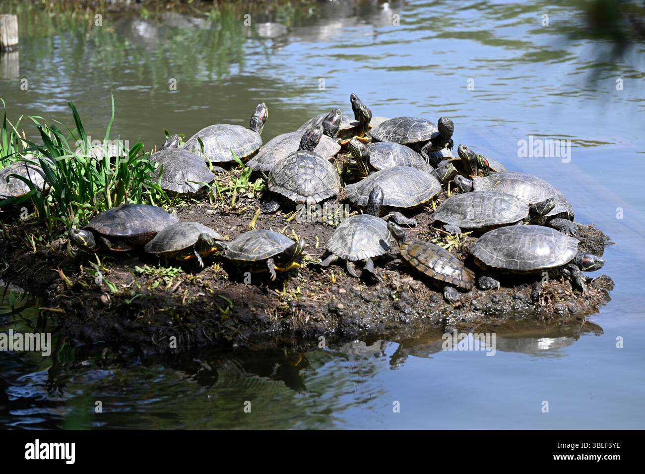 Tortues, jardin Sankeien, Naka-Ku, ville de Yokohama, préfecture de Kanagawa, Japon. Banque D'Images