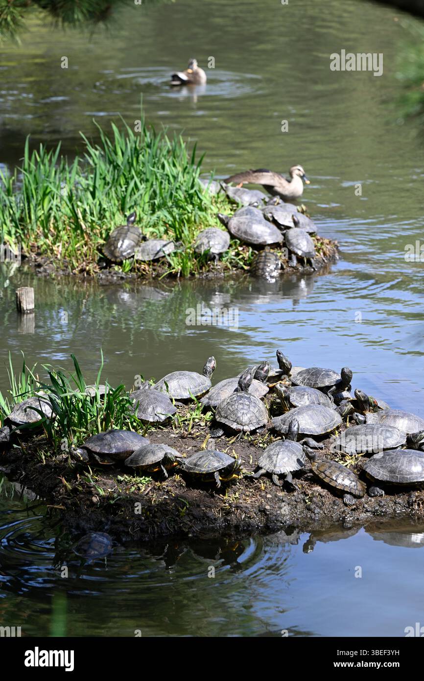 Tortues, jardin Sankeien, Naka-Ku, ville de Yokohama, préfecture de Kanagawa, Japon. Banque D'Images