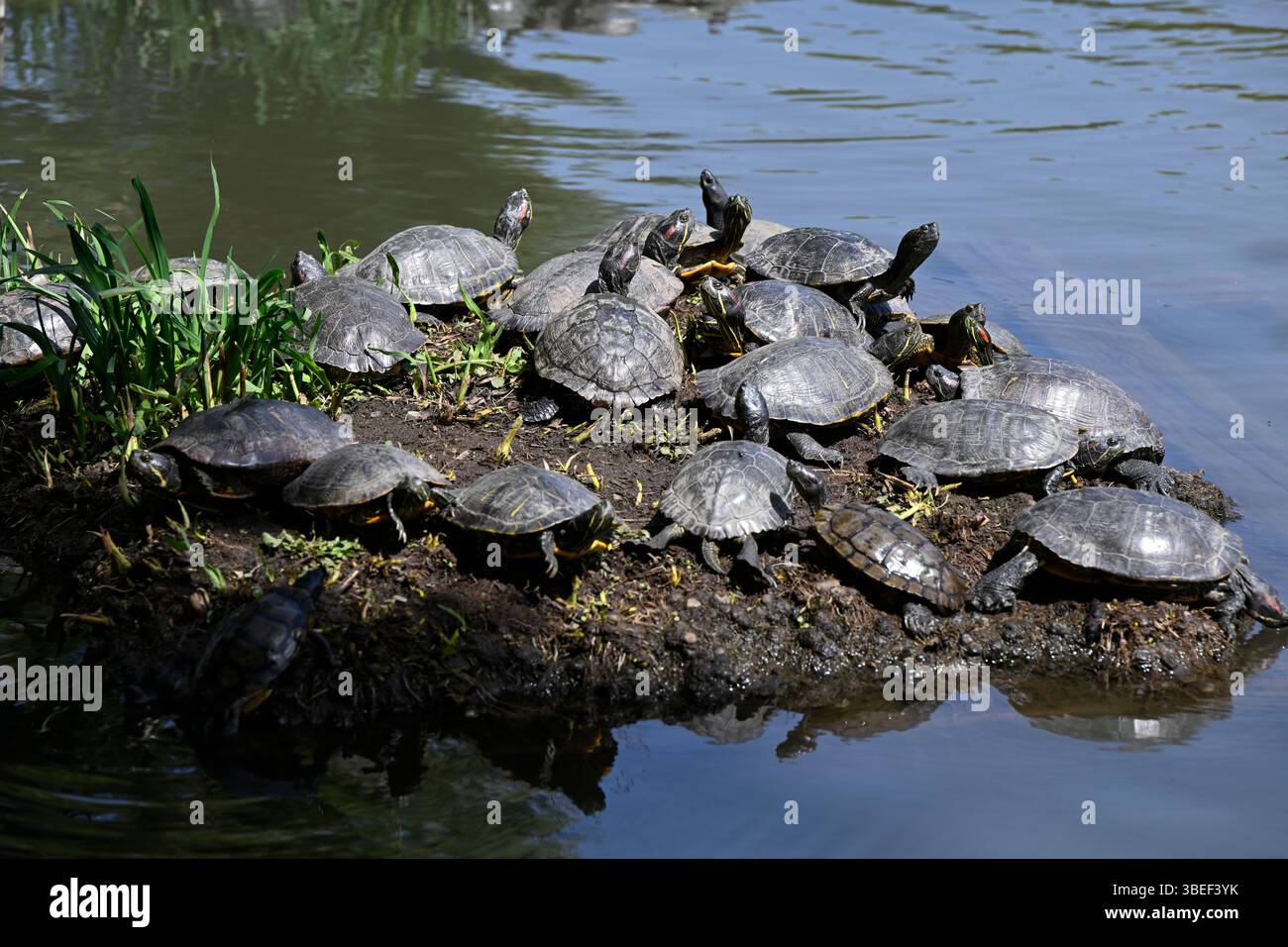 Tortues, jardin Sankeien, Naka-Ku, ville de Yokohama, préfecture de Kanagawa, Japon. Banque D'Images