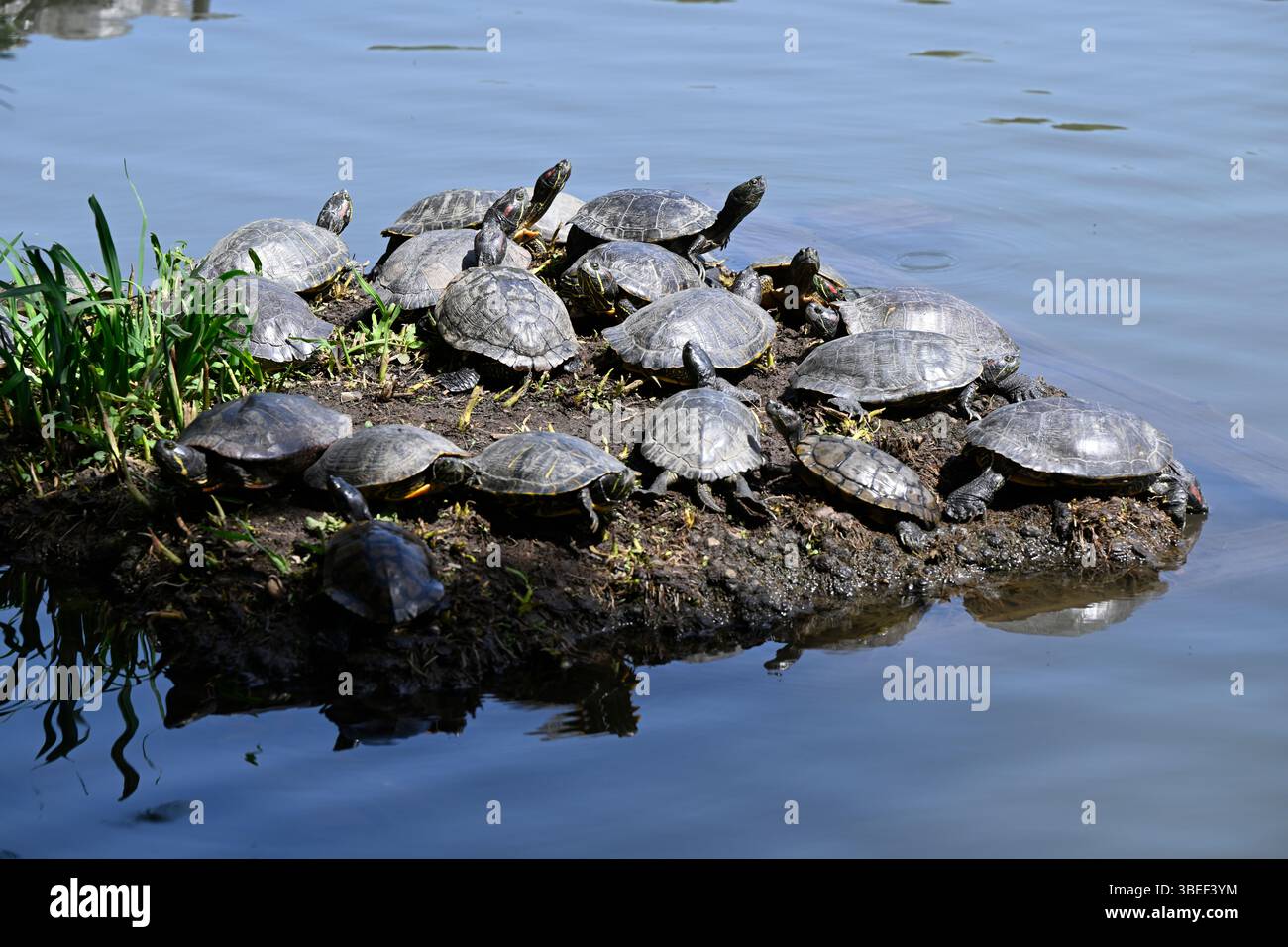 Tortues, jardin Sankeien, Naka-Ku, ville de Yokohama, préfecture de Kanagawa, Japon. Banque D'Images