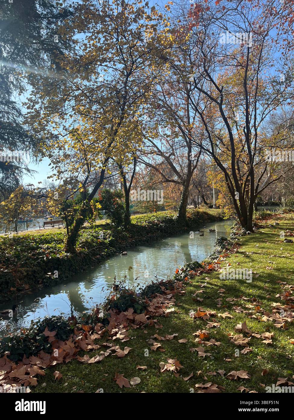 Scène d'automne dans le parc El Retiro, Madrid, Espagne, avec des arbres reflétant dans l'étang par un après-midi ensoleillé - Image de stock capturée avec un smartphone