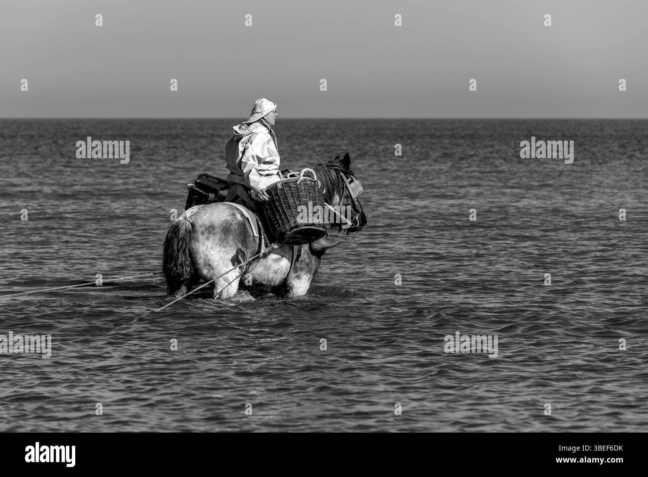 Pêcheur de crevettes à cheval noir et blanc en mer du Nord avec cheval de trait du Brabant belge, Oostduinkerke, Belgique. Banque D'Images
