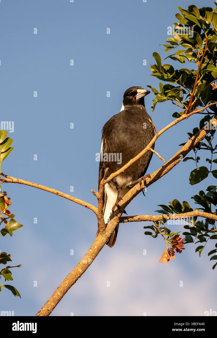 Pie australienne (cracticus tibicen) perchée dans un arbre aux feuilles vertes, contre un ciel bleu. Automne dans un jardin du Queensland. Noir et blanc brillant. Banque D'Images