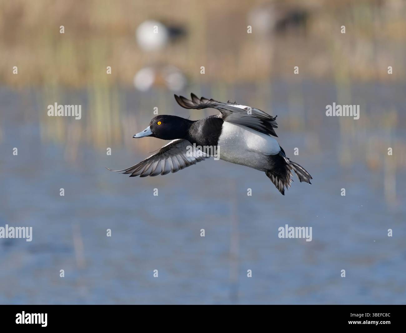 Canard touffeté (Aythya fuligula) au RSPB Ham Wall, Somerset, Angleterre. Banque D'Images