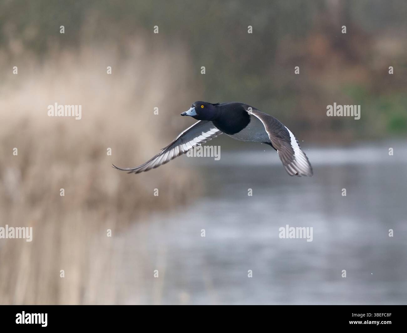 Canard touffeté (Aythya fuligula) au RSPB Ham Wall, Somerset, Angleterre. Banque D'Images
