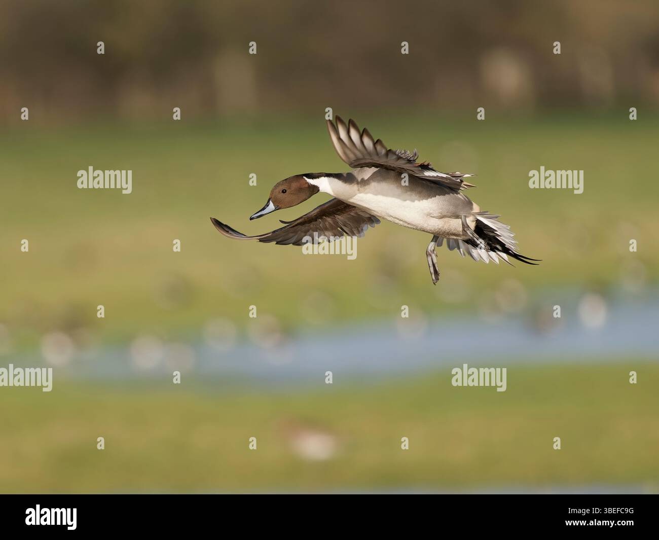 Northern Pintail (Anas acuta) en vol à WWT Slimbridge, Gloucestershire, Angleterre. Banque D'Images