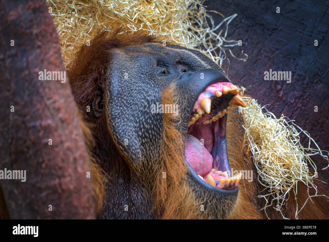 Umatran Orang-outan Yawning gros plan Banque D'Images Umatran Orang-outan Yawning gros plan Banque D'Images