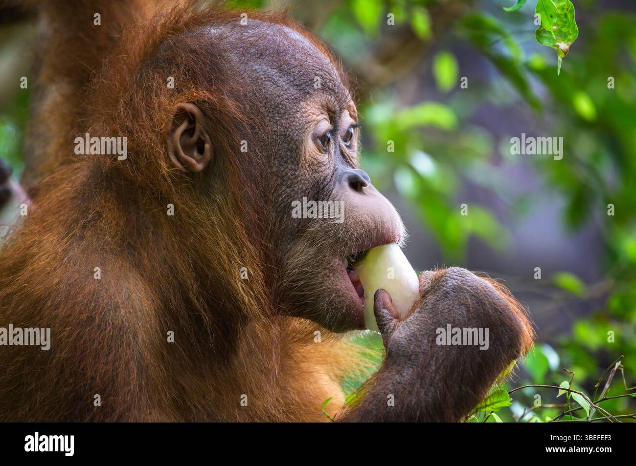 Jeune Orang-outan mangeant des fruits dans la forêt Banque D'Images Jeune Orang-outan mangeant des fruits dans la forêt Banque D'Images