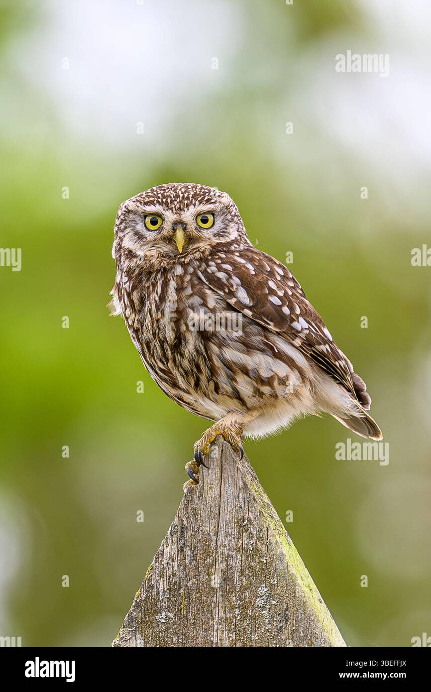 Petite chouette (Athene noctua) perchée sur une clôture. Banque D'Images