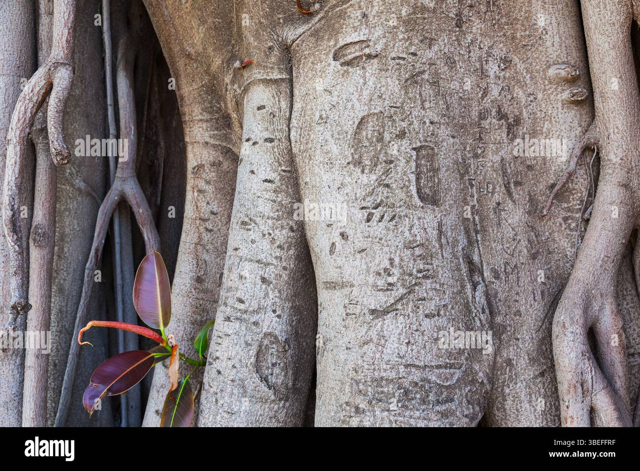 Tronc d'arbre de Ficus avec des feuilles vertes et une feuille jaune. Une jeune brindille de ficus pousse du tronc d'un vieil arbre. Banque D'Images