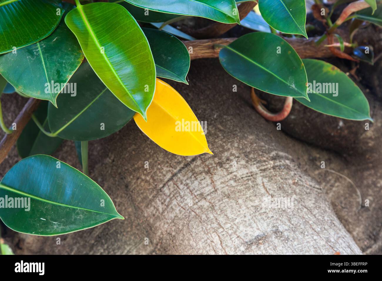 Tronc d'arbre de Ficus avec des feuilles vertes et une feuille jaune. Arbre Ficus poussant dans la nature, gros plan. Banque D'Images