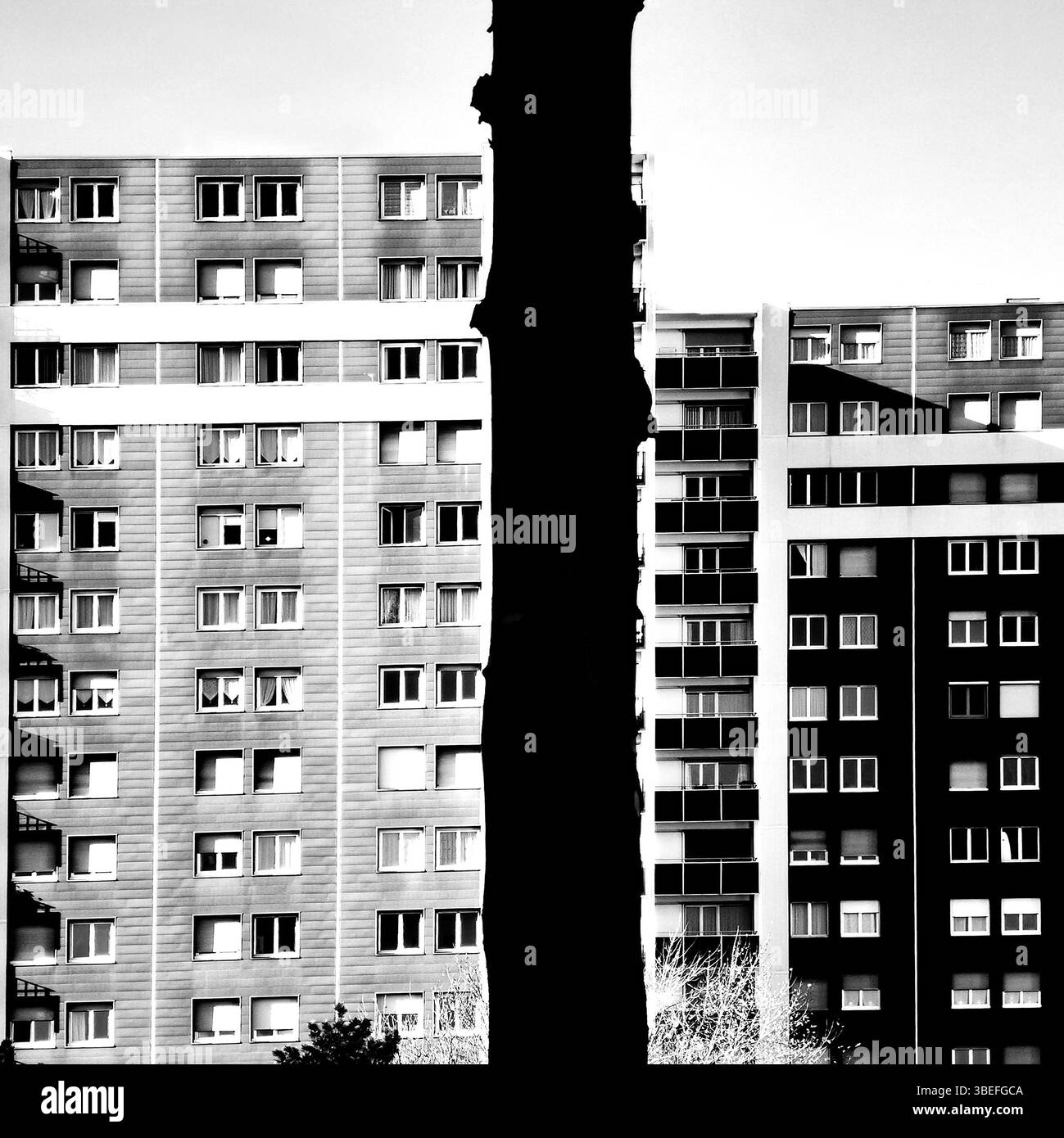 Les bâtiments résidentiels s'élèvent bien en évidence dans un paysage urbain, avec un grand arbre projetant une silhouette frappante contre leurs façades. Banque D'Images