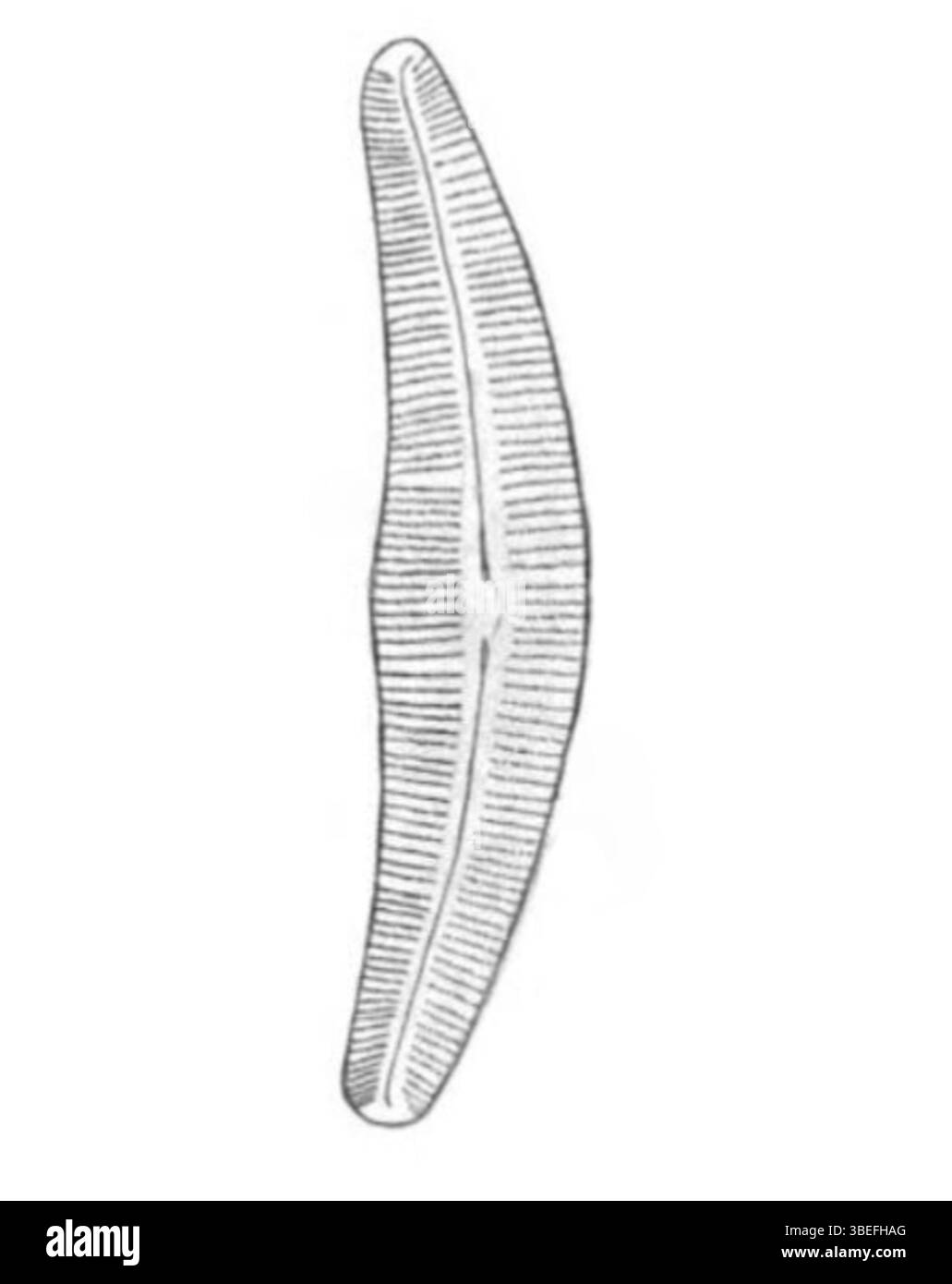 Cymbella perfecta est une espèce de diatomées documentée par Josef Pantocsek en 1892 dans son travail sur les diatomées fossiles de Hongrie. Cette publication a contribué à la compréhension de la paléobotanie et de la classification des diatomées. Banque D'Images