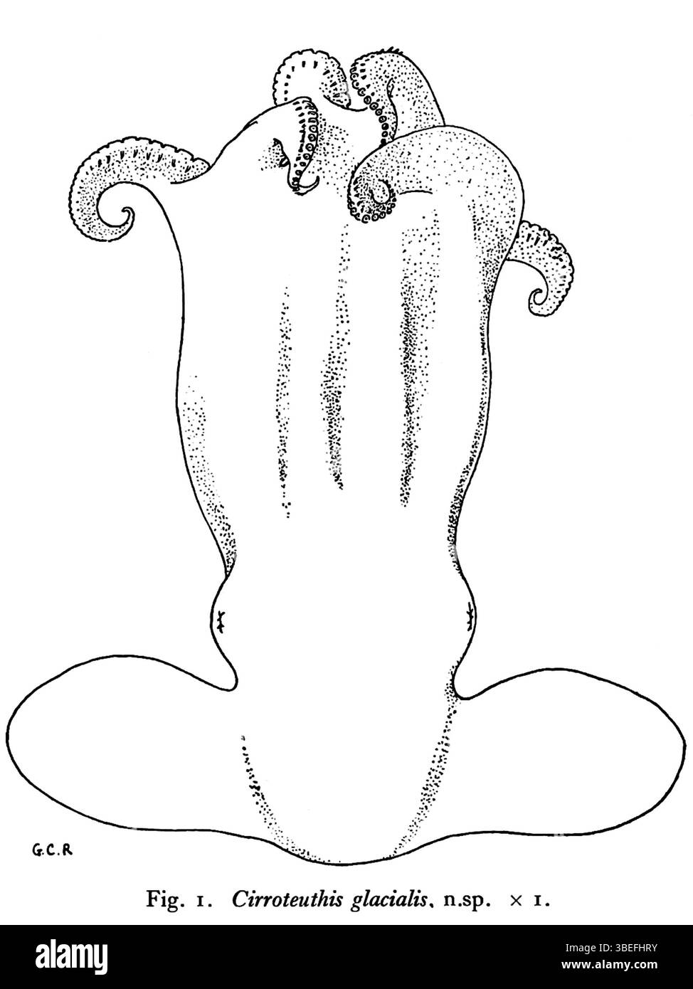 Cirroctopus glacialis, une espèce de poulpe, a été décrite pour la première fois par le zoologiste britannique Guy Coburn Robson en 1930. Robson est également crédité d'avoir nommé le calmar colossal, Mesonychoteuthis hamiltoni. Banque D'Images
