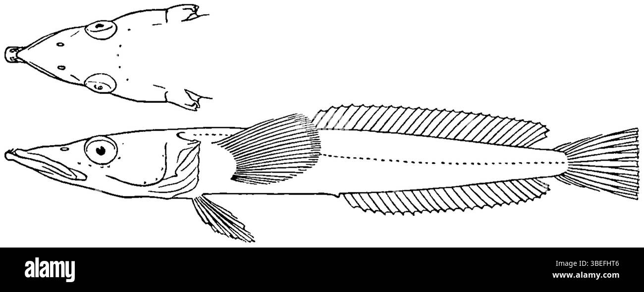 Le Gymnodraco acuticeps, connu sous le nom de poisson de glace, est une espèce décrite par John Roxborough Norman en 1940. Norman, un ichtyologue anglais, a apporté des contributions importantes à l'étude des espèces marines. Banque D'Images