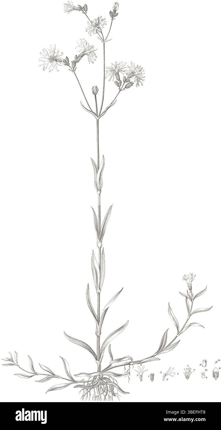 Plaque botanique de 1777 illustrant Lychnis flos-cuculi avec des représentations précises de ses pétales profondément divisés, de ses dix étamines et de ses structures reproductrices violettes. Banque D'Images