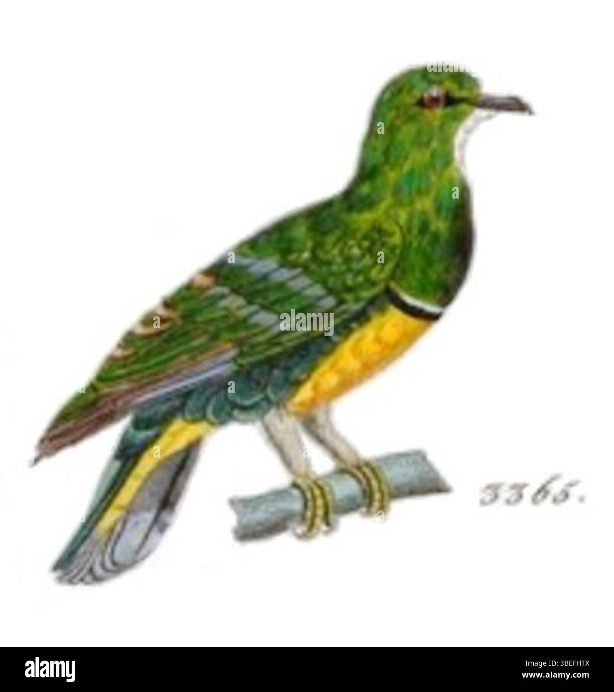 Une impression de l'espèce d'oiseau Ptilinopus holosericeus, créée entre 1820 et 1860, représente la colombe colorée originaire d'Asie du Sud-est. L'image fait partie de la série Iconographia Zoologica, offrant une représentation précise et détaillée des caractéristiques physiques de l'oiseau. Banque D'Images